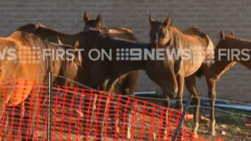 Starving Melbourne horses start rehabilitation with the RSPCA