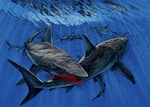 This illustration depicts an active predatory encounter betweentwo requiem sharks.