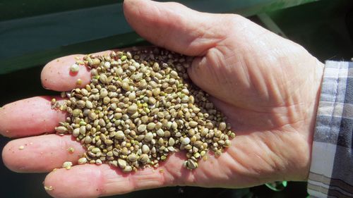 Health ministers green light hemp seed legalisation