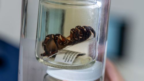 Rare and giant trapdoor spider found in Queensland.