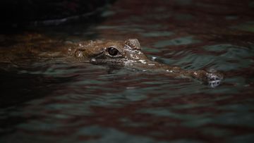 Crocodile (Porosus Crocodylus) stock photo