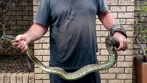 The three meter long python came "out of the blue" and latched onto Beau's ankle.
