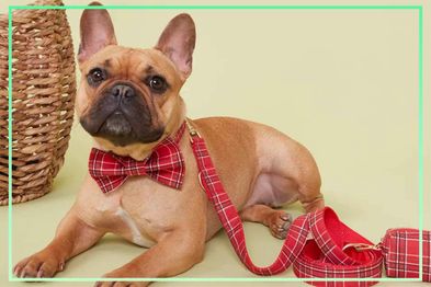9PR: Dog bow tie