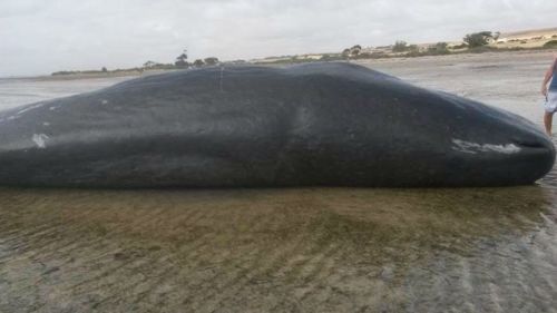 One of the dead sperm whales. (Supplied, @Brad_Aldridge)