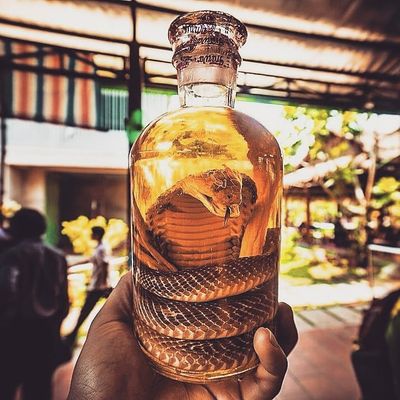 <p>Snake Wine or Habushu is exactly what it looks like, a bottle of wine with an entire dead cobra inside it.</p>
<p>Image Source: Instagram: travelnquote</p>