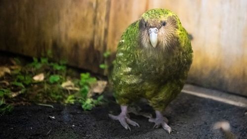 The critically endangered kākāpō is one of New Zealand's unique treasures.