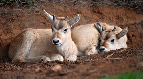 Monarto Safari Park has welcomed five critically-endangered Addax calves.