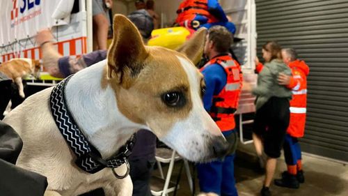 NSW SES a déclaré que le siège social de Lismore avait commencé à se remplir peu après 6 heures du matin ce matin. "Famille, enfants et quelques courageux doggos livrés au quartier général de notre unité," ils ont écrit.  (Ils ont été) ensuite transportés par ADF au centre d'évacuation de l'Université Southern Cross."