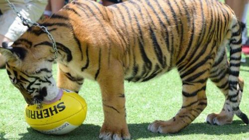 Australia Zoo keeper taken to hospital after being 'scratched' by tiger