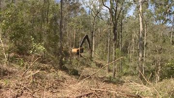 Forest logging in northern NSW.