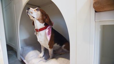 Sarah and George Hallway and Laundry The Block 2020 Dan and Dani's beagle dog Olive