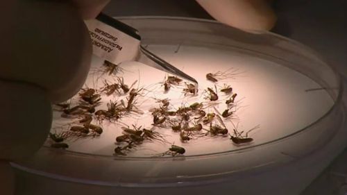 Enough to make your skin crawl. Picture: 9NEWS