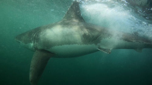 The orcas' conical-shaped teeth left "rake marks" along the shark's left trunk. 