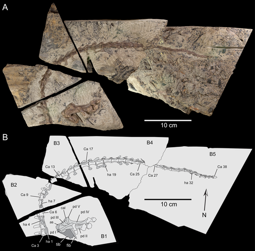 Part of Diluviscursor fossil, found in 113-million-year-old rocks near Cape Otway in Victoria. (University of Queensland)