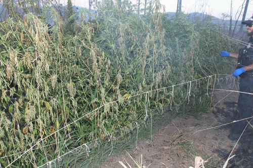 The crops were allegedly discovered after a gire in the area.