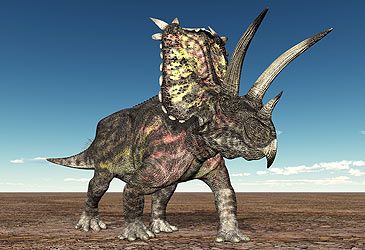 Which term denotes the diet of the pentaceratops?