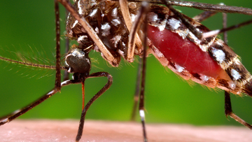 A female Aedes aegypti mosquito.  Aedes aegypti mosquitoes are the main vectors of dengue.