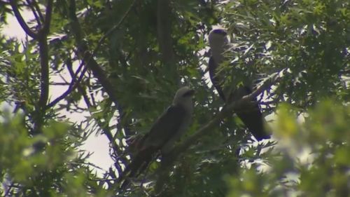 Pair of birds harassing people in Texas city