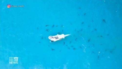 Dozens of sharks spotted munching on a whale off the WA coast.