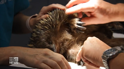 After rest and an echidna physical, Gerald's injuries would be deemed as minor; a few scratches on the snout, and paws like prunes.