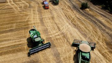 Russian wheat farmers will have their exports cut, because of sanctions.
