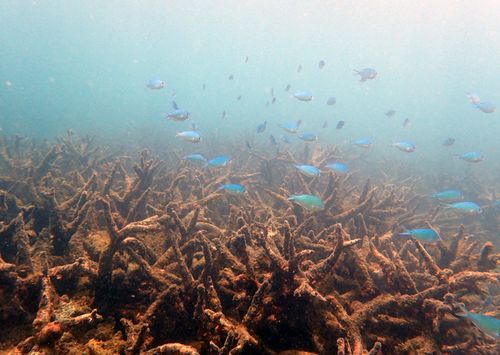Researchers from ARC Centre of Excellence for Coral Reef Studies said bleaching is caused by record-breaking temperatures driven by global warming. (Photo: ARC Centre of Excellence for Coral Reef Studies)