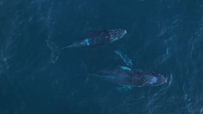 Bondi humpback whale swimmers 