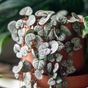 The most popular indoor plants for 2025