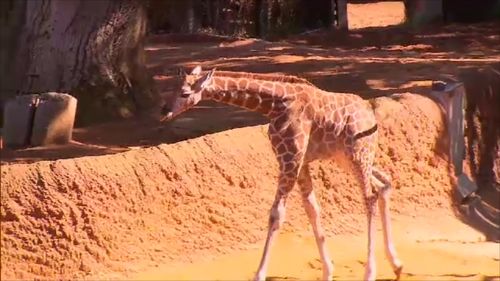 With long legs, it was a wobbly start for the baby giraffe. (9NEWS)