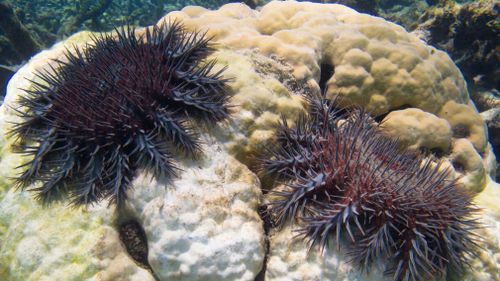 The crown-of-thorns starfish is a threat to the Great Barrier Reef. (AAP)