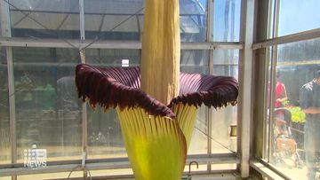 Corpse flower blooms in Adelaide 