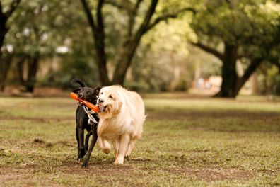 Dogs playing at dog park