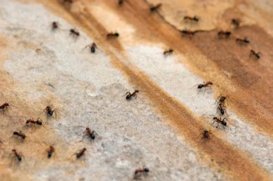 Carpenter ants