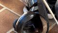 Shoes made for slithering? Snake's surprise new home