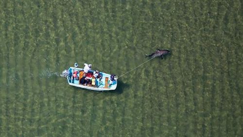 The ailing shark recovered shortly after being returned to the water. (Atlantic White Shark Conservancy/Wayne Davis)