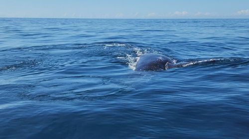 Two boaties have enjoyed an up-close encounter with three humpback whales.