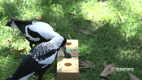 The magpies were given a number of tests to look at their intelligence. (9NEWS)