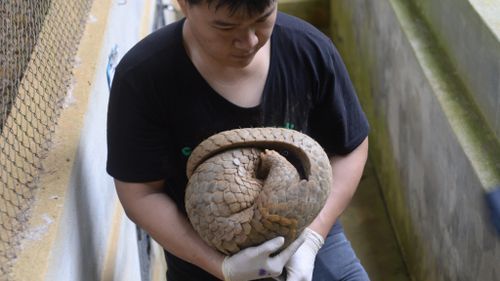 Vet Lam Kim Hai carries an injured pangolin. (AFP)