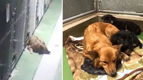Dog sneaks out of kennel to cuddle up to crying foster puppies