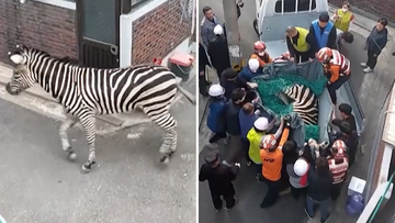 Zebra caught after escaping from Seoul zoo 