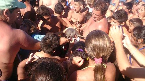 An eager throng of people crowd the Franciscana dolphin for selfies and to pet the mammal. Source: Hernan Coria (Facebook)