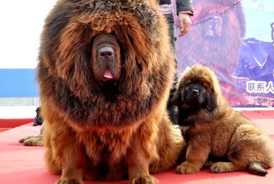 Tibetan mastiff&#160;
