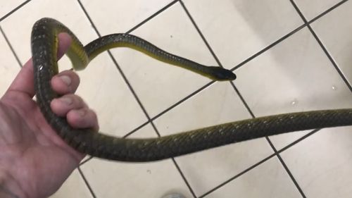 Watch: Reptile wrangler removes snake from toilet at Australian