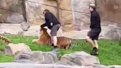One worker appears to smack the tiger multiple times on the head. (Instagram)