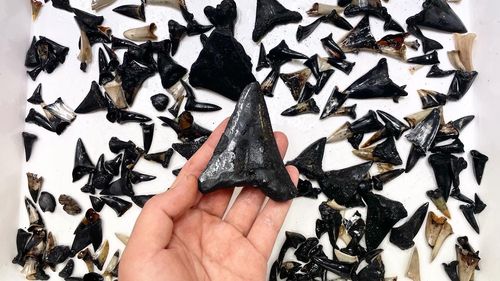 The Megalodon ancestor's tooth is seen against other fossilised shark teeth collected from near the Cocos (Keeling) Islands "graveyard". 