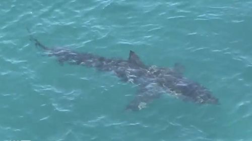 Cottesloe Beach was closed and drumlines deployed to catch and tag a five metre monster shark that's been lurking off the Perth coast.