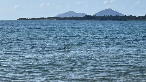 Cassowary swimming in Queensland