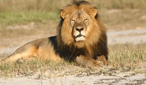 Cecil the Lion was shot dead in 2015, with his death causing international outrage. (AAP)