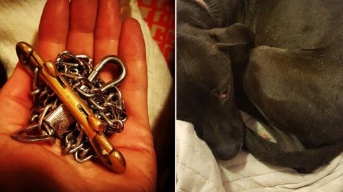 The chain found attached to the dog. (BarkPost/Facebook/Jennifer Williams)