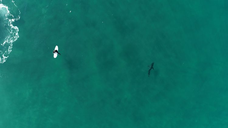 What's behind the rise in unprovoked shark attacks? - ISRAEL21c